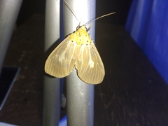 Asota canaraica