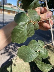 Ulmus