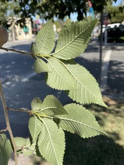 Ulmus