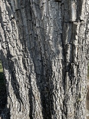 Ulmus