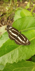 Neptis sappho intermedia