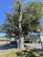Ulmus