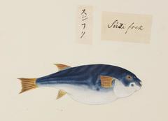 Yellowfin Puffer photo 5