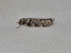 Palimmeces hemiphanes