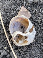 Cornu aspersum