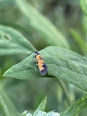 Neoheliodines nyctaginella