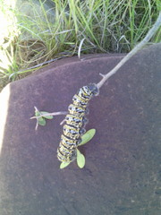 Gonimbrasia belina