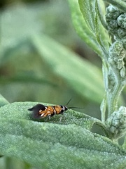 Neoheliodines nyctaginella