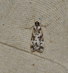 Eudonia aphrodes