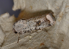 Proteuxoa amaurodes