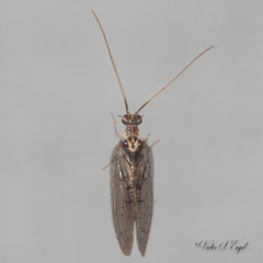 Sympherobius occidentalis