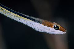 Speckled Sand Racer photo 3