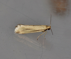 Corynotricha antipodella