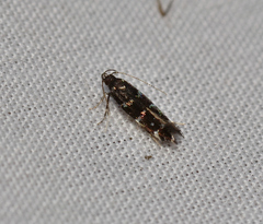 Stagmatophora argyrostrepta