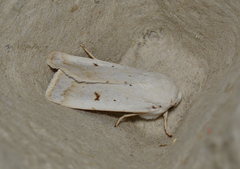 Proteuxoa cyanoloma
