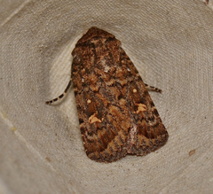 Proteuxoa marginalis