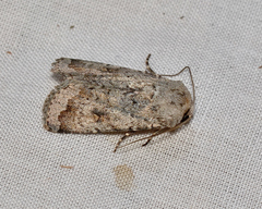 Proteuxoa amaurodes