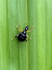 Phymatapoderus latipennis