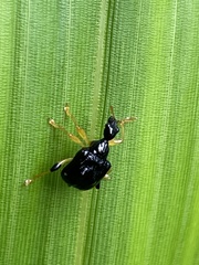 Phymatapoderus latipennis