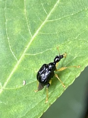 Phymatapoderus latipennis