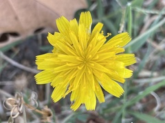 Hypochaeris radicata