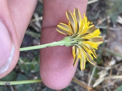 Hypochaeris radicata