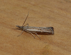 Ptochostola microphaeellus