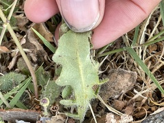 Hypochaeris radicata