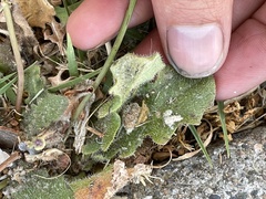 Hypochaeris radicata