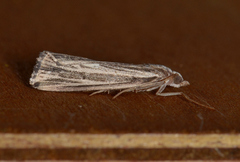 Rhynchopsota delogramma