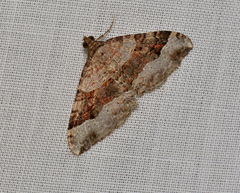 Epyaxa subidaria