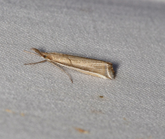 Hednota invalidellus