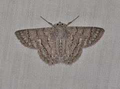 Crypsiphona tasmanica