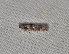 Holocola triangulana