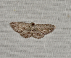 Phelotis cognata