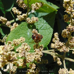 Eristalis circe