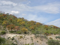 Bursera morelensis