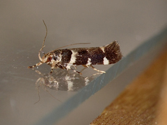 Macrobathra ceraunobola