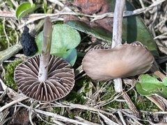 Agaricales