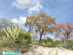 Bursera morelensis