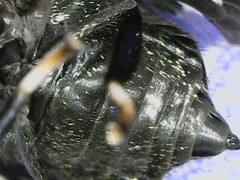 Lepiselaga