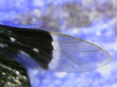 Lepiselaga