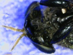 Lepiselaga