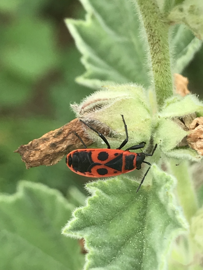 Red oval shaped bug with black pattern on top of a green leaf