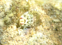 Ambrysus
