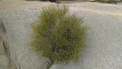 Ephedra fasciculata