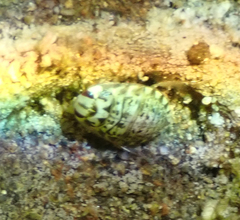 Ambrysus