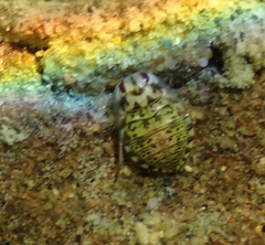 Ambrysus