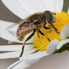 Eristalis brousii