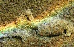 Ambrysus